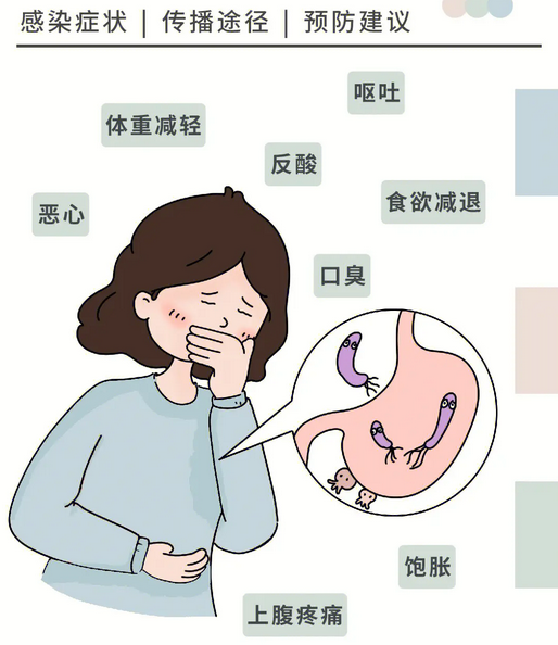 幽门螺旋杆菌是什么原因引起的|幽门螺旋杆菌：一场无声的“菌”战